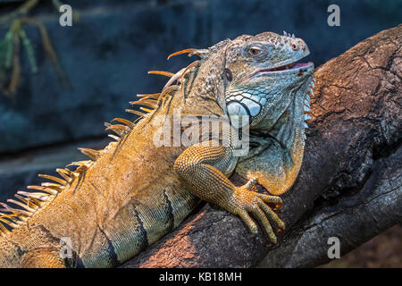 Iguana verde / americano (Iguana iguana iguana) nativa per l'america centrale, Sud America e Caraibi Foto Stock