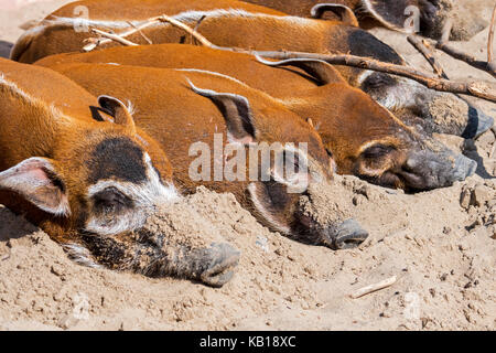 In prossimità del Fiume Rosso porci / bush suini (Potamochoerus porcus) dormire, nativo per l'africa Foto Stock