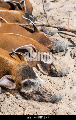 In prossimità del Fiume Rosso porci / bush suini (Potamochoerus porcus) dormire, nativo per l'africa Foto Stock