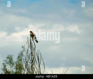 Un aquila calva appollaiato su un ramo di albero. Foto Stock