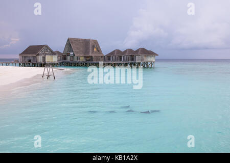 Aquile di mare nuotando in basse acque costiere a sunrise. Maldive. Foto Stock