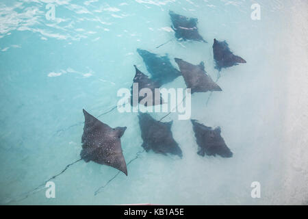 Aquile di mare nuotando in basse acque costiere a sunrise. Maldive. Foto Stock