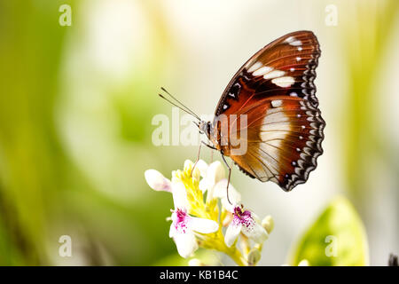 Farfalle esotiche in piedi sul fiore Foto Stock