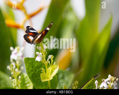 Bella viola maculato farfalla su un fiore Foto Stock