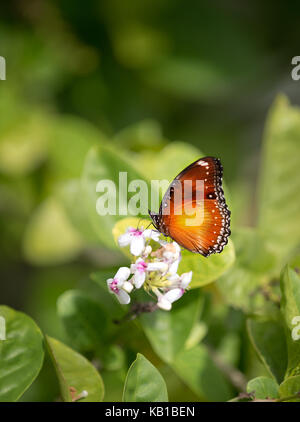 Tiny, delicato butterfly alimentazione su un estate fiore contro lo sfondo di colore verde Foto Stock