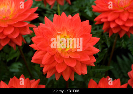 Dahlia 'taratahi ruby' Fiori. Foto Stock