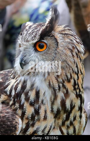 Gufo reale, Bubo bubo, a Walworth castle rapaci vicino Darlington; Co. Durham Regno Unito Foto Stock