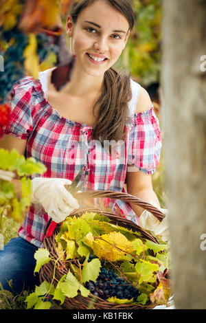 Giovane e bella donna che lavorano in vigna Foto Stock