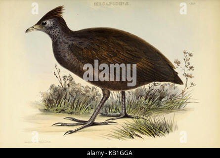 Questo lavoro sui generi di uccelli fornisce uno studio dettagliato delle specie aviarie, classificando gli uccelli in base alle loro caratteristiche fisiche e agli habitat. Contribuisce alla ricerca ornitologica e alla comprensione della diversità degli uccelli. Foto Stock