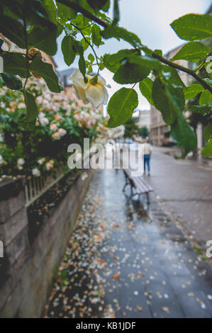 Scena di autunno e foglie cadute sul pavimento Foto Stock