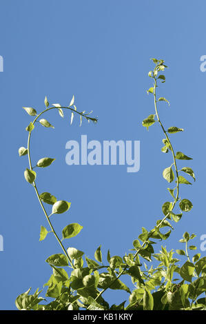 La botanica, giovane albero, forcella, foglie, cielo blu, Foto Stock