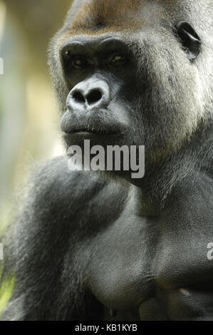 Gorilla nel loro parque, tenerife, Spagna, Foto Stock