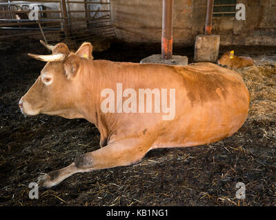 Cornuto limousin mucca all'interno di un fienile in azienda agricola biologica nei Paesi Bassi nei pressi di Utrecht Foto Stock