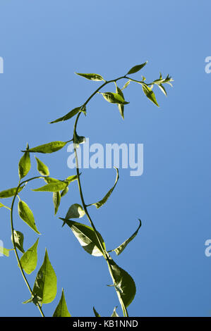 La botanica, giovane albero, forcella, foglie, cielo blu, Foto Stock