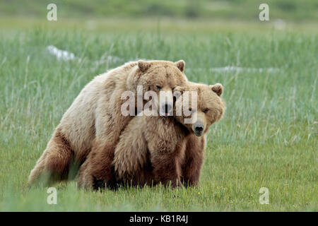 Nord America, USA, Alaska Katmai national park, ciao, Bay, orsi bruni, Ursus arctos, Foto Stock