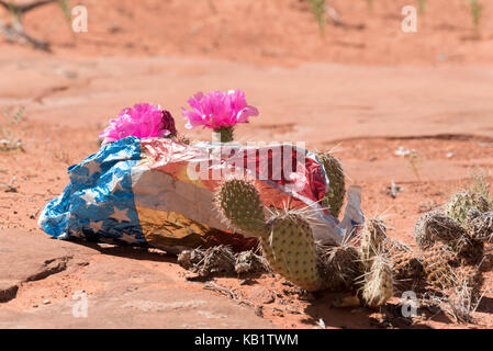 Palloncino mylar catturati in un cactus pricklypear in grande scala - escalante monumento nazionale, Utah. Foto Stock