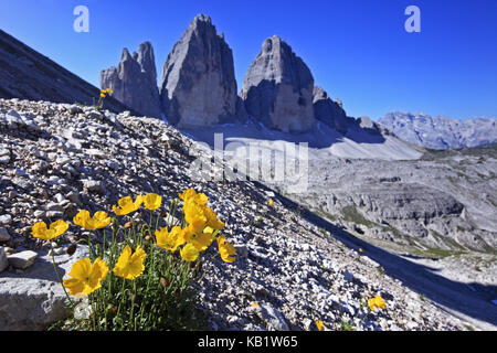 L'italia, trentino alto adige e le Dolomiti, Dolomiti di Sesto, Drei Zinnen (2999m), giallo alp semi di papavero, Papaver rhaeticum, Foto Stock