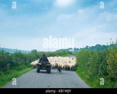 Una pastorella in sella a una moto quad assistita dalle sue pecore cane guida di un gregge di pecore lungo una strada di campagna nel North Yorkshire Moors a nuovi pascoli. Foto Stock