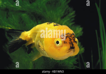 Leone testa di oro, Carassius auratus, acquario, Foto Stock