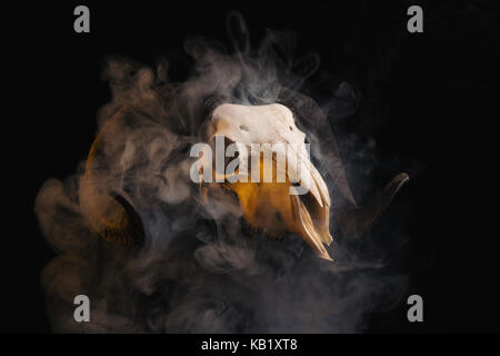 Ram teschio con corna coperte di fumo, tema Halloween Foto Stock