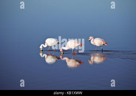 Bolivia, los lipez, Laguna Colorada, Ande fenicotteri, Foto Stock