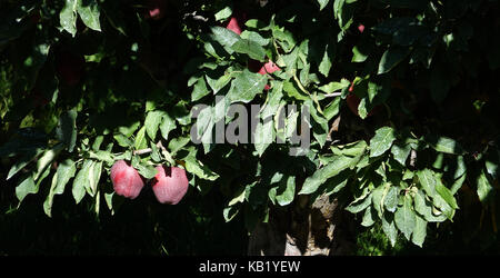 Red deliciious mele stagionatura nella fresca caduta meteo del lago Chelan valley. Foto Stock