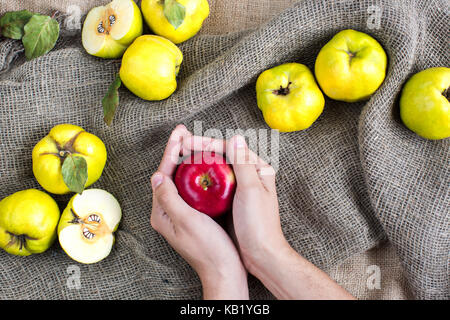 Alimentazione, nutrizione, fiabe concetto. in gara le palme di uomo caucasico vi è il rosso apple, trattare la strega che ha dato a Snow White princess, immette sul tessuto greggio tra cotogne Foto Stock