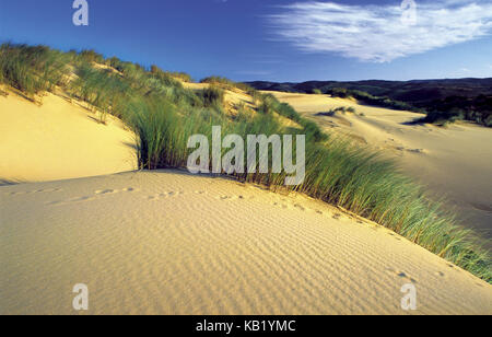 Il Portogallo, Algarve, vegetazione dune di sabbia sulla spiaggia di bordeira nella riserva naturale di costa vicentina, Foto Stock