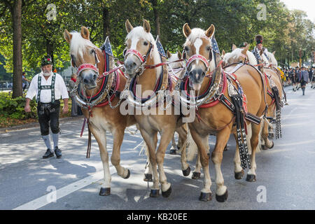 In Germania, in Baviera, Monaco di Baviera, oktoberfest, tradizionale sfilata, carrozza trainata da cavalli, Foto Stock