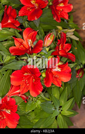 Cluster di stordimento vividi fiori rosso di alstroemeria "kate' peruviana / princess lily, sullo sfondo del fogliame verde Foto Stock