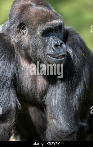 Ritratto di gorilla maschio, per esterno Foto Stock