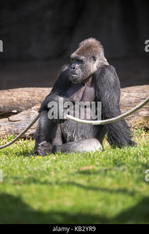 Argento maschio torna gorilla seduto sull'erba Foto Stock