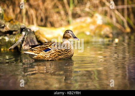 Bella anatre sull acqua Foto Stock