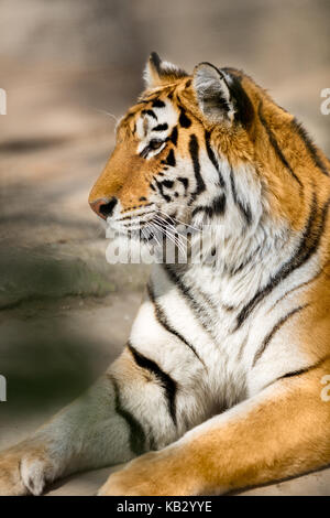 Tigre di amur (panthera tigris altaica) ritratto Foto Stock