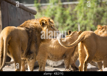 Maschio di leone con la sua mandria Foto Stock