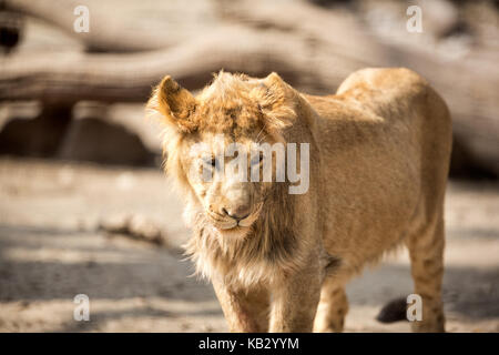 Femmina lion a piedi nella giornata di sole Foto Stock