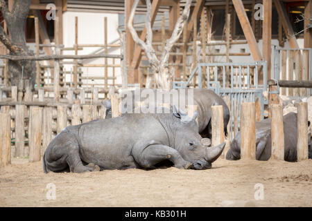 Big rhino giacenti su suolo asciutto (ceratotherlum simum) Foto Stock