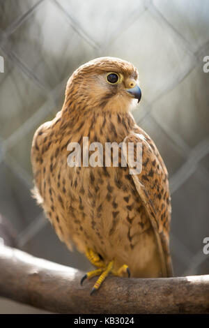 Falcon - uccelli predator Foto Stock