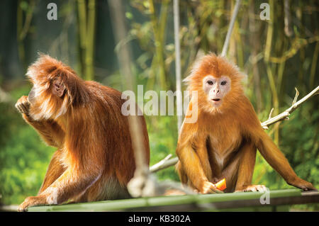 Due divertenti ebano langur monkey seduta su albero Foto Stock