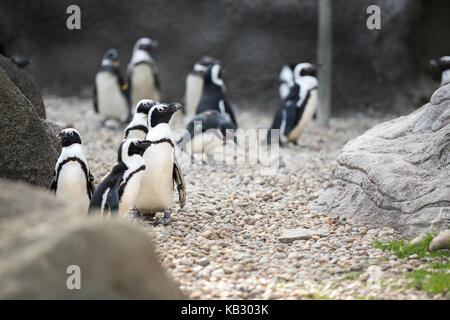 La colonia dei pinguini di magellano, gruppo di acquatici, uccelli flightless vive quasi esclusivamente nell'emisfero sud, specialmente in Antartide Foto Stock