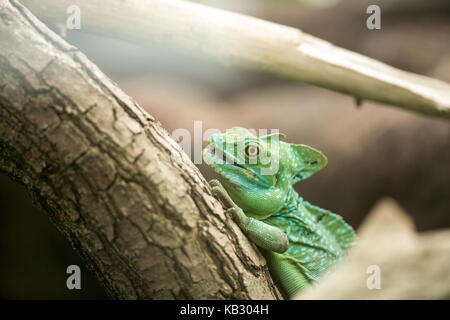 Verde CAMALEONTE in piedi sul ramo Foto Stock