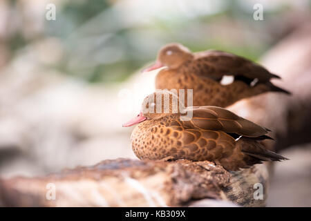 Coppia di anatre stare insieme Foto Stock