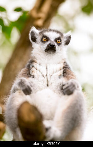 Anello-tailed lemur su albero Foto Stock