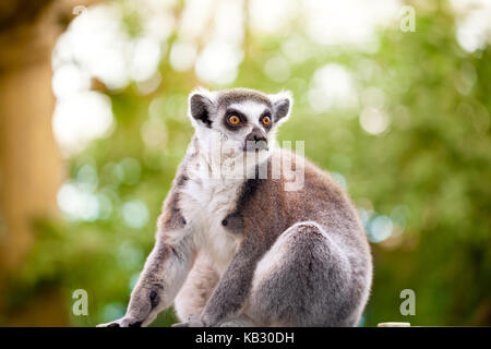 Lemuri (Lemur catta) guarda con occhi Arancio Foto Stock