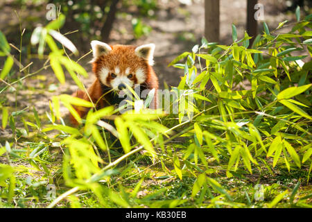 Giovane panda rosso di mangiare le foglie di bambù Foto Stock