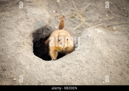 Nero-tailed cane in area di casa Foto Stock