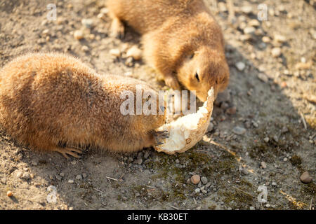 Coppia di nero-tailed cane mangia Foto Stock