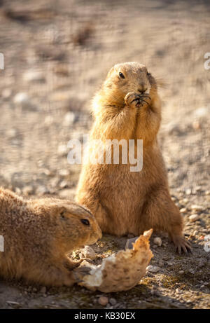 Carino beaver mangiare, full lenght Foto Stock