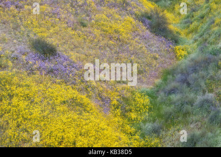 Super primavera sbocciano i fiori di campo tappeto le piste sulla gamma di Temblor in California's Carrizo Plain monumento nazionale. Foto Stock