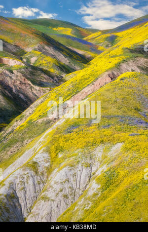 Primavera sbocciano i fiori di campo sulla gamma di Temblor in California's Carrizo Plain monumento nazionale. Foto Stock
